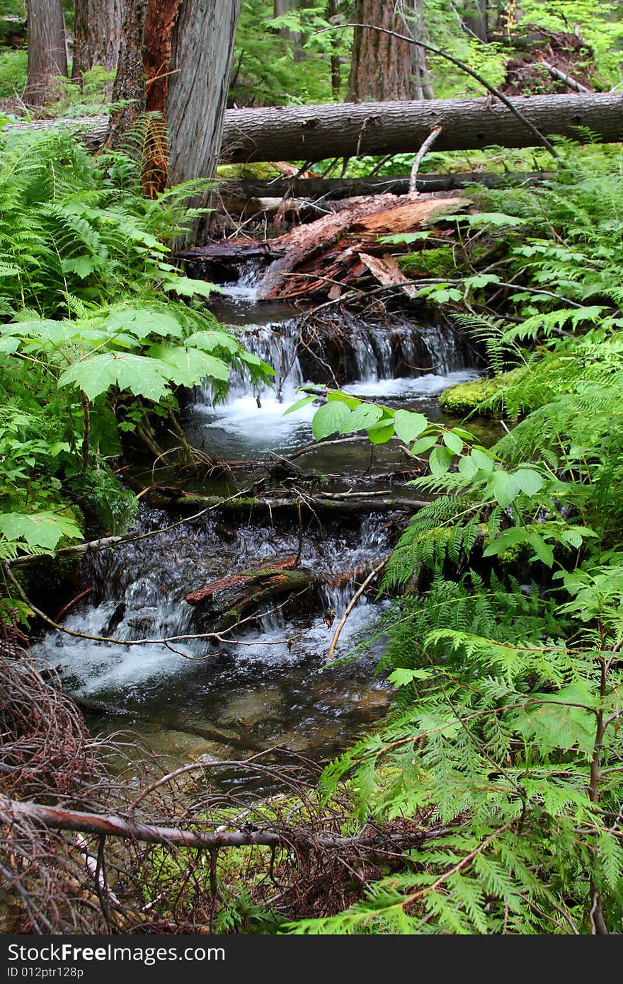 Small waterfall in a forest stream surrounded by trees. Small waterfall in a forest stream surrounded by trees.