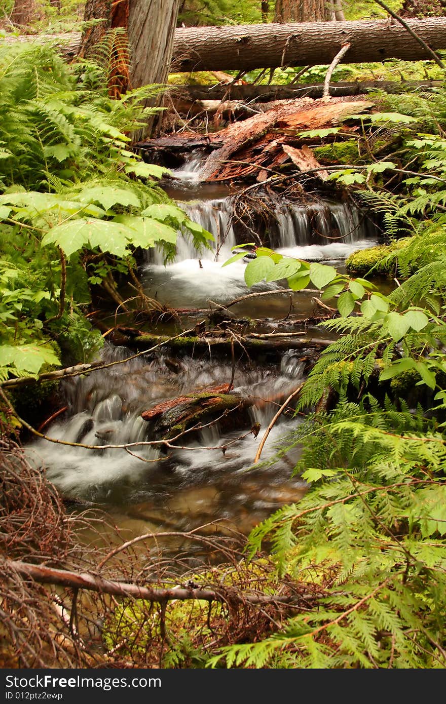 A small waterfall on a rain forest stream. A small waterfall on a rain forest stream.