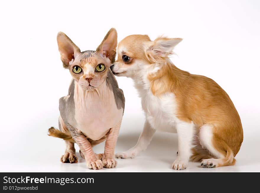 Chihuahua and the Canadian sphynx