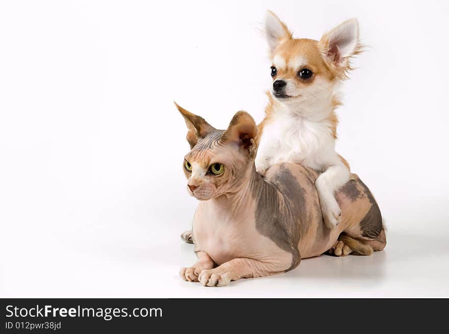 Chihuahua and the Canadian sphynx