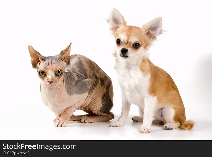 Chihuahua and the Canadian sphynx