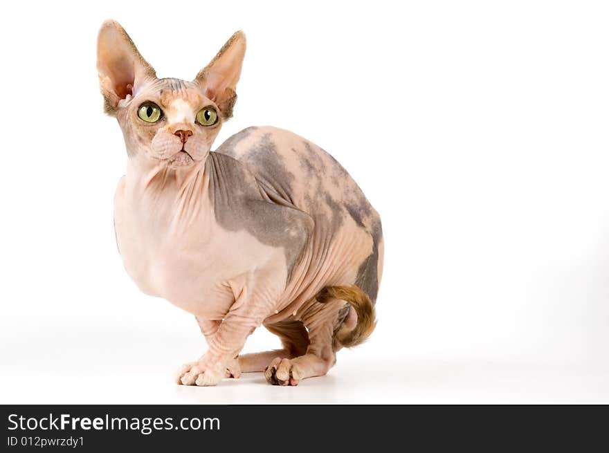 The Canadian sphynx