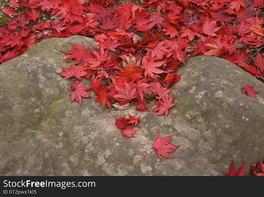 Image of red maple leaves on a rock-specific for Japanese autumn. Image of red maple leaves on a rock-specific for Japanese autumn