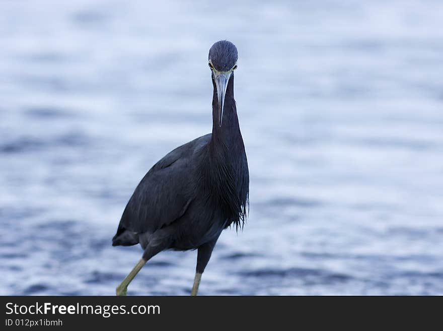 Little Blue Heron standing at the edge of a lake (Costa Rica)