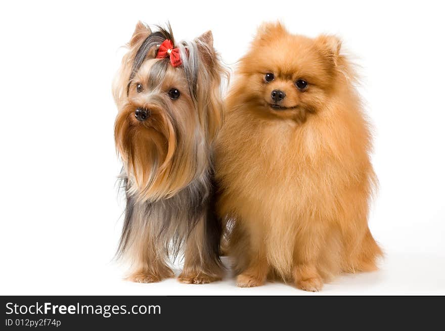 Spitz and terrier in studio on a neutral background