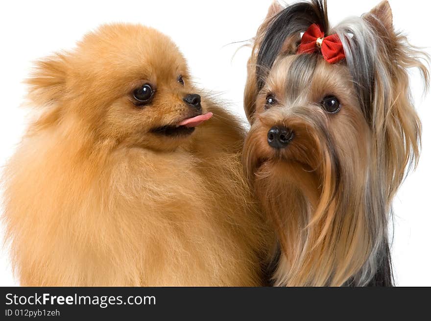 Spitz and terrier in studio on a neutral background