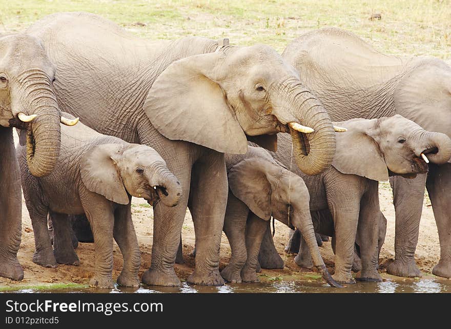 Group of elephants drinking water