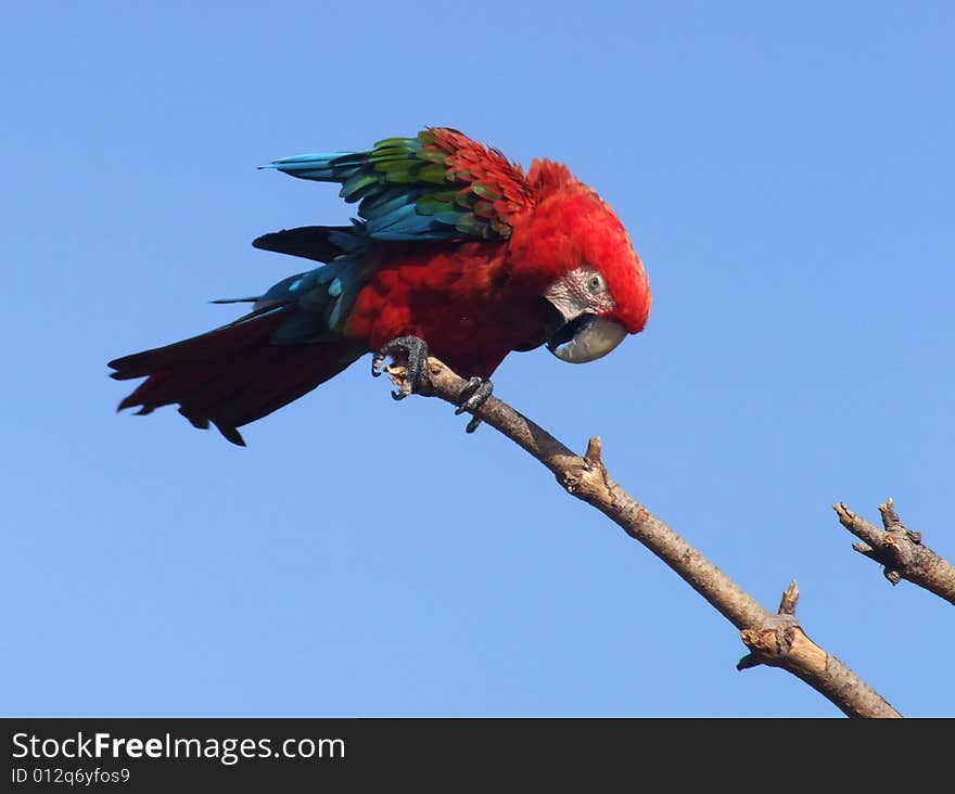 Nice red parrot on the branch