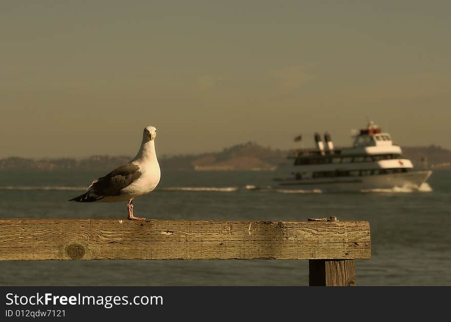 Seagull and boat on Pier 39 in San Francisco, USA. Seagull and boat on Pier 39 in San Francisco, USA.