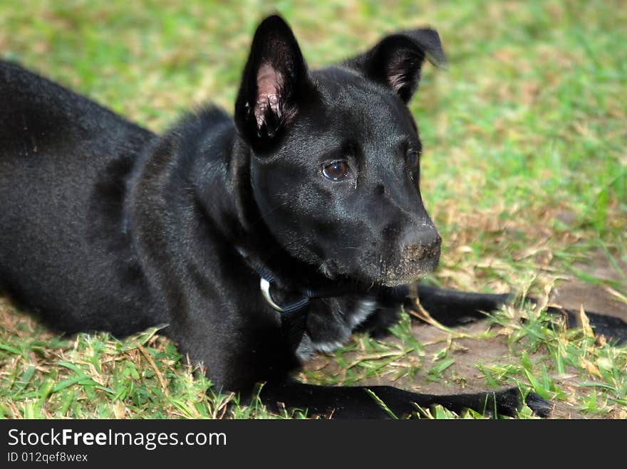 Black puppy with dirty nose. Black puppy with dirty nose