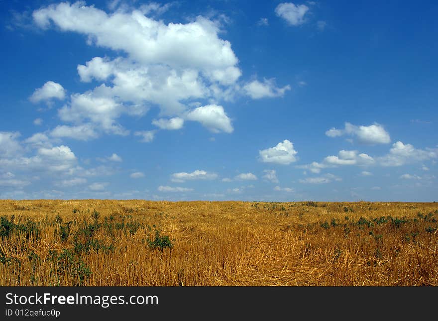 Wheat field under a brilliant blue sky with fluffy clouds.