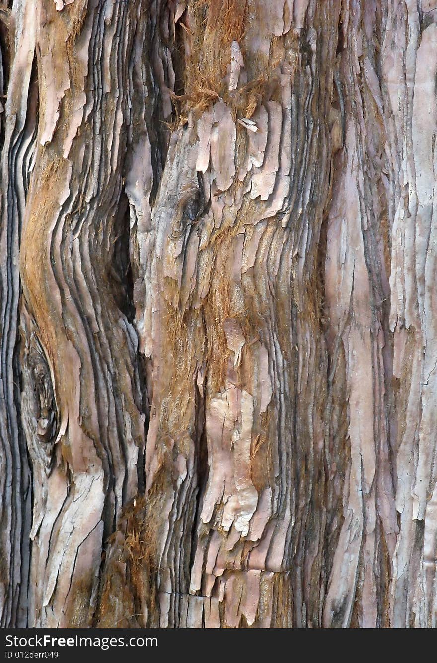 Pine Bark