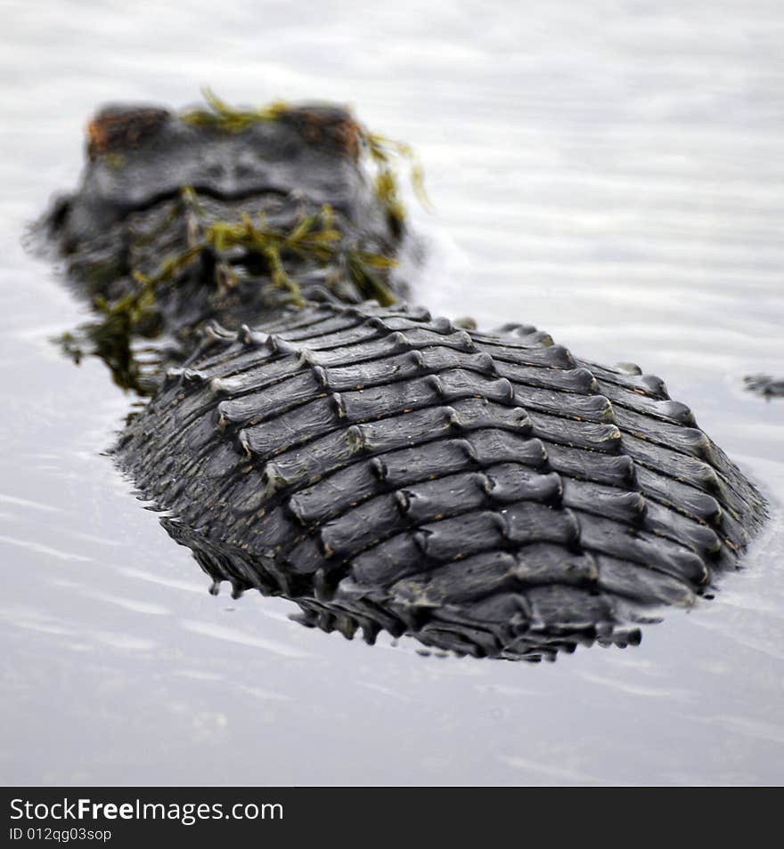 An alligator in the Viera Wetlands. Photo by: Michael R. Brown