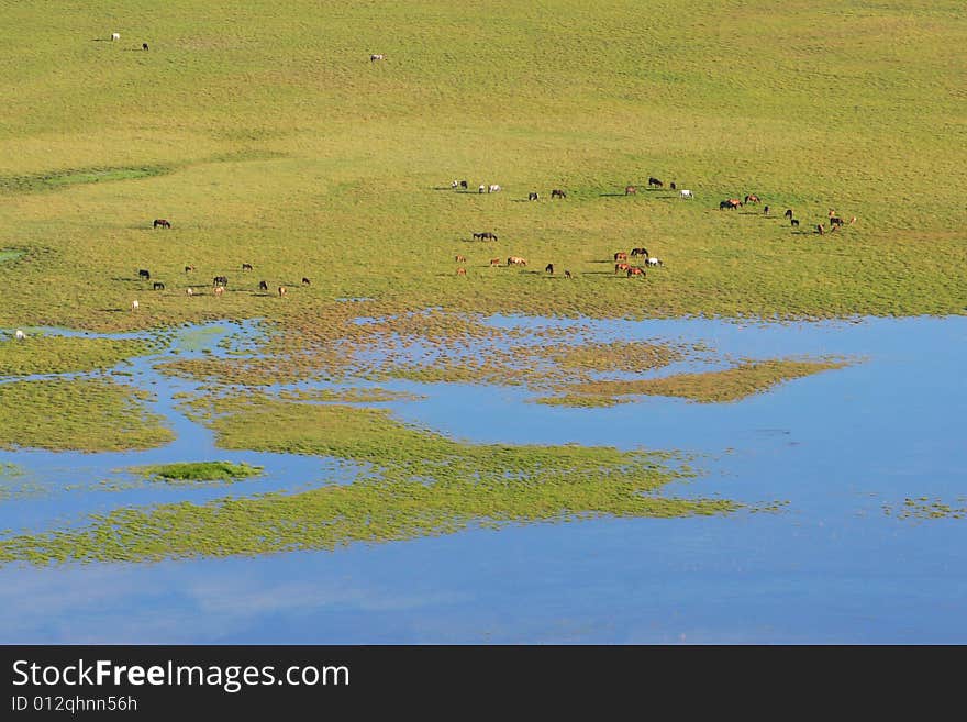 The Bayanbulak Grassland 
is the beautiful grassland of sinkiang china .