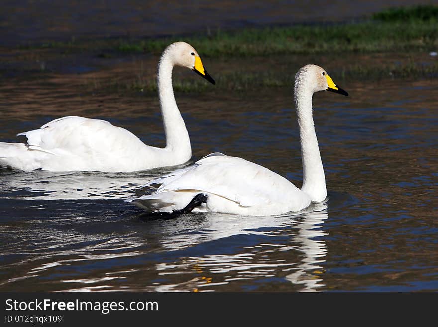 The swan in the swan lake of sinkiang china .