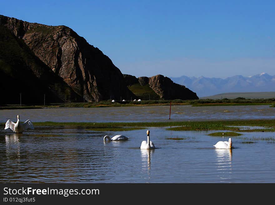 Located on Bayinbuluke Grassland, Swan Lake comprises a total area of more than 300 square kilometers. A mountain wetland with a span of 30 kilometers from west to east and a width of 10 kilometers from north to south, in 1986 the area was designated as a state-level nature reserve for swans.