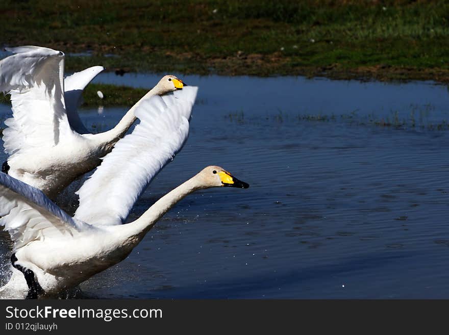 The  swan in the swan lake of sinkiang china .