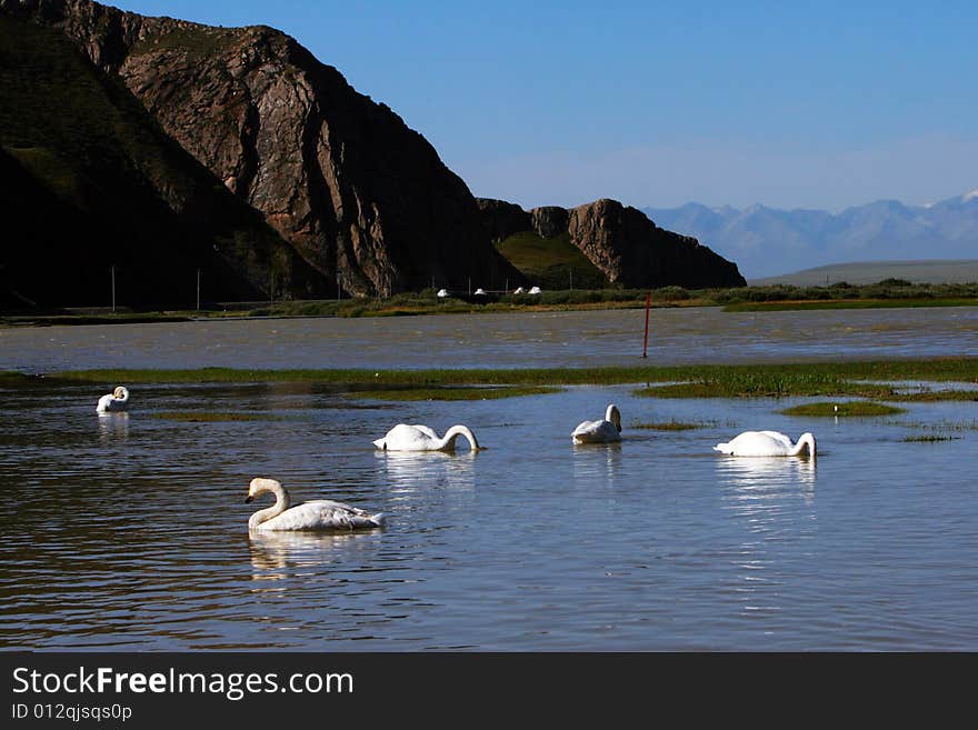 The  swan in the swan lake of sinkiang china .