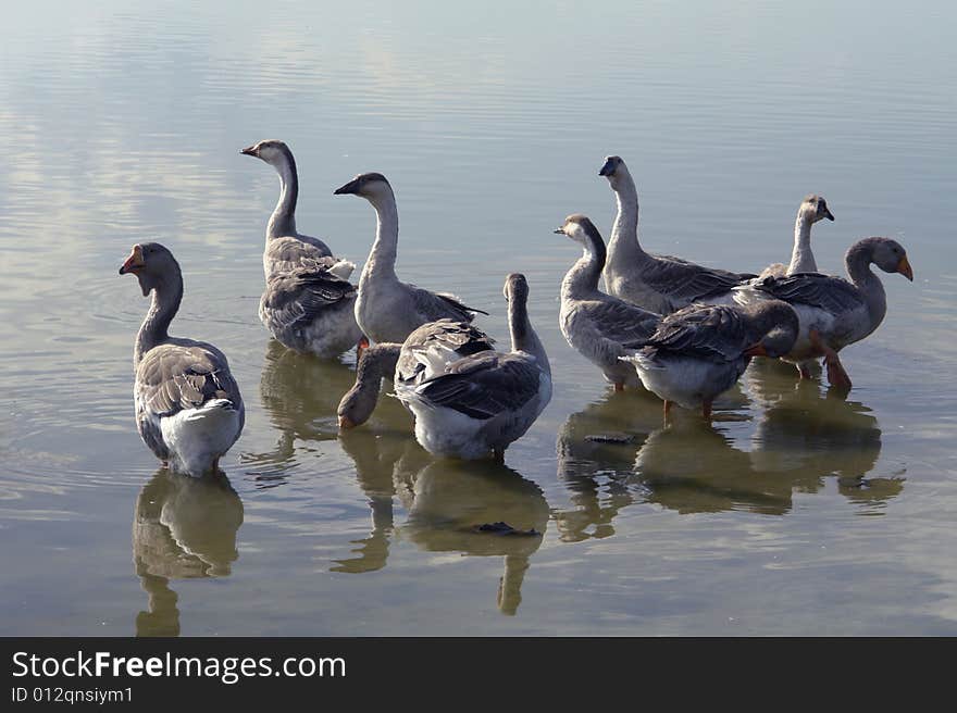 Geese