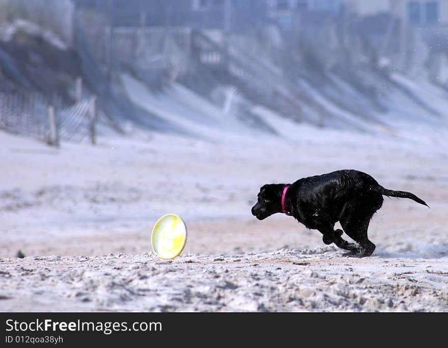 Lab Chases Disc