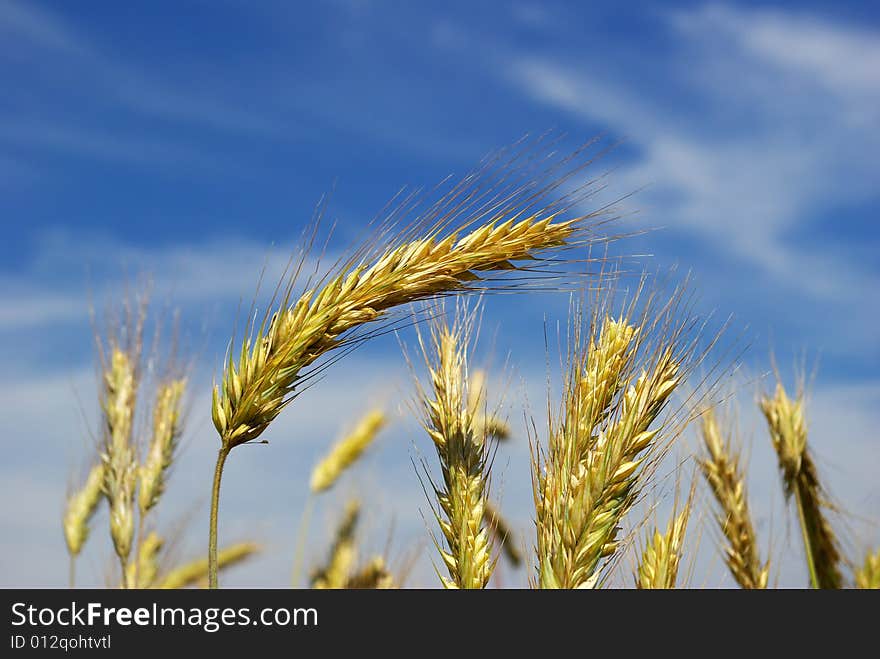 Wheat ears against the blue  sky