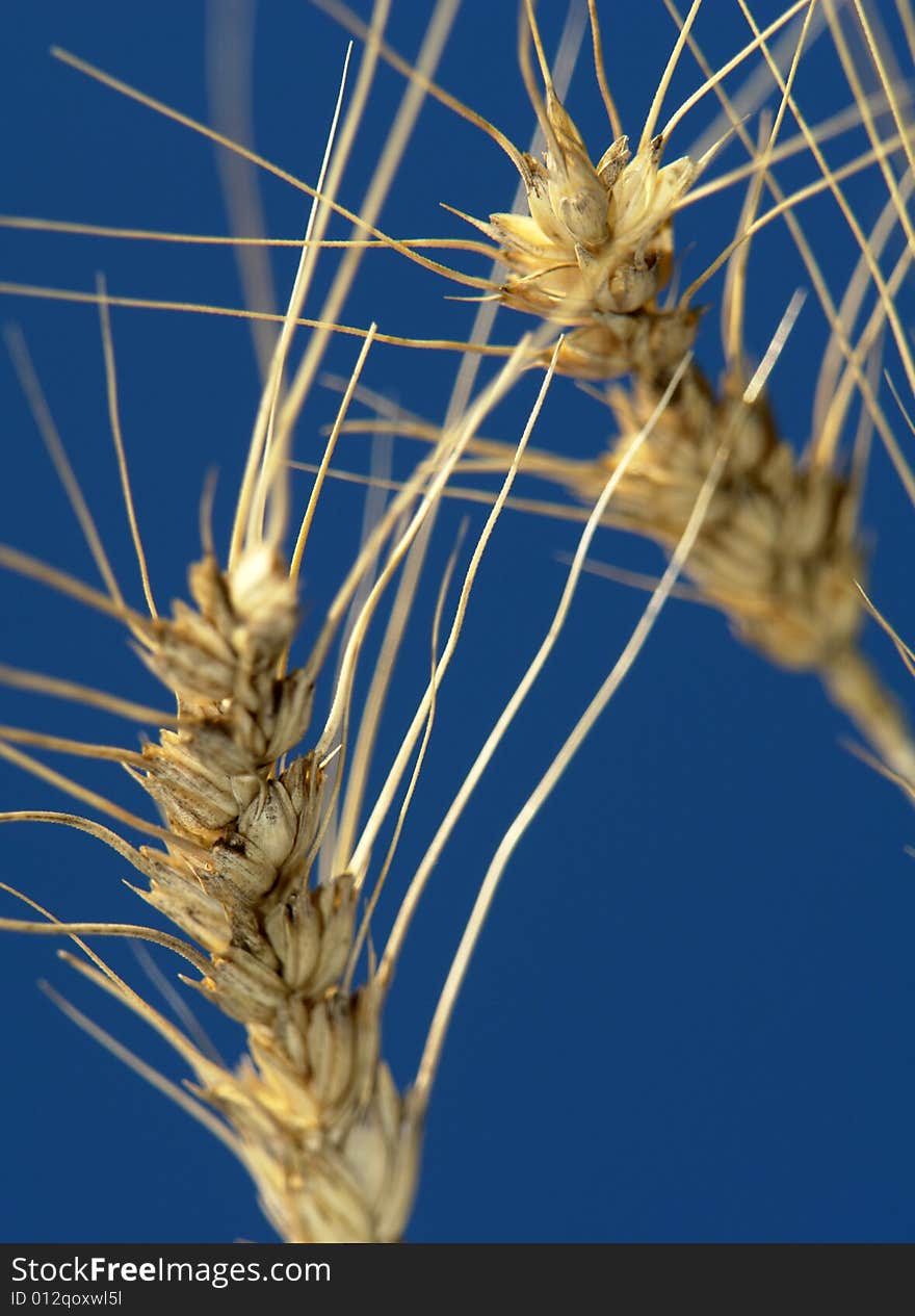 Wheat on a background of the sky