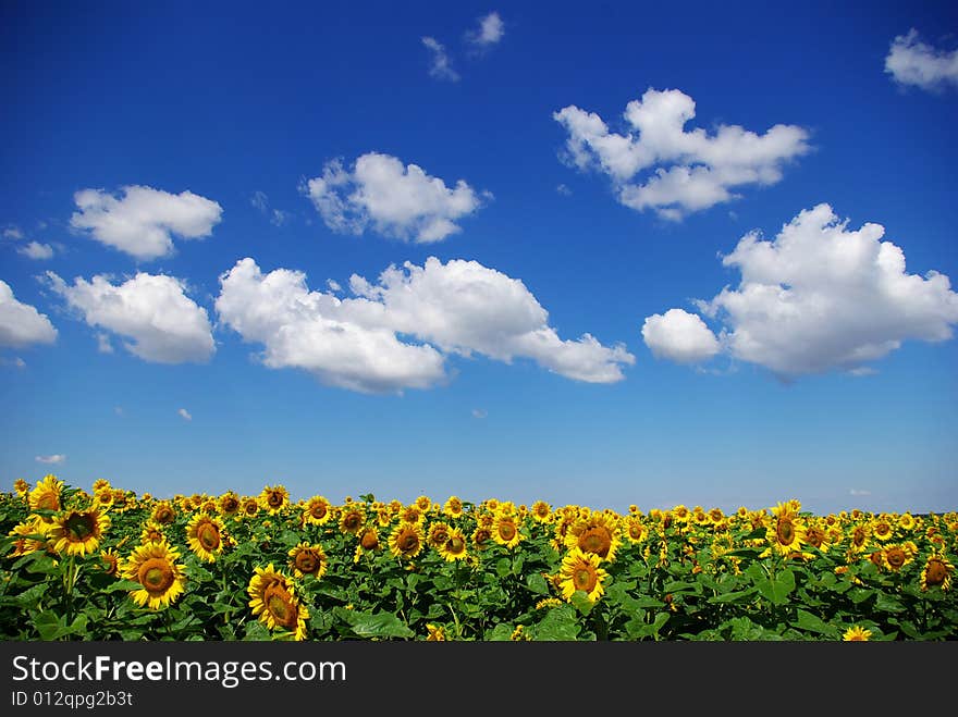 Sunflower field over cloudy blue sky