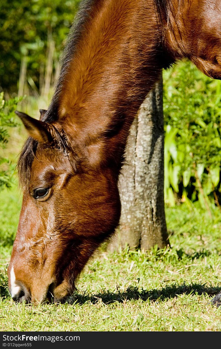 A brown horse grazing in a field in Cape Town. A brown horse grazing in a field in Cape Town