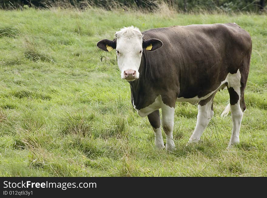 A cow standing in field