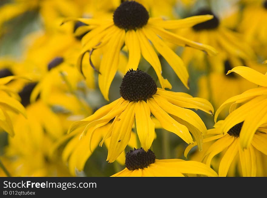 A yellow flowers with black