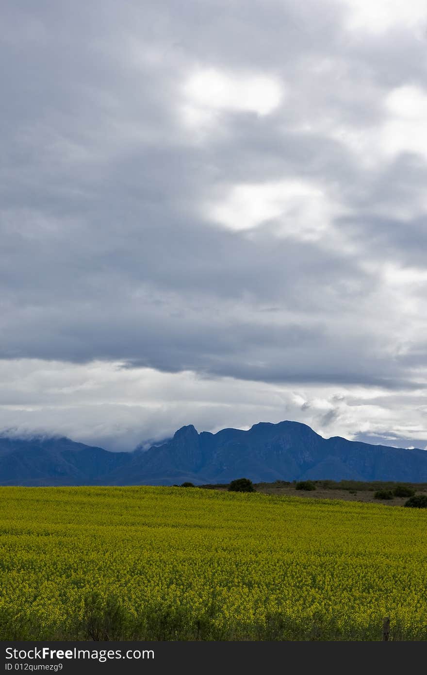 A landscape of Oilseed rape fields along the east coast of South Africa