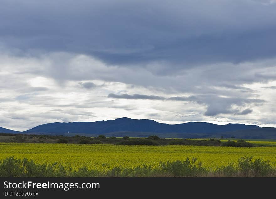 Oilseed rape fields