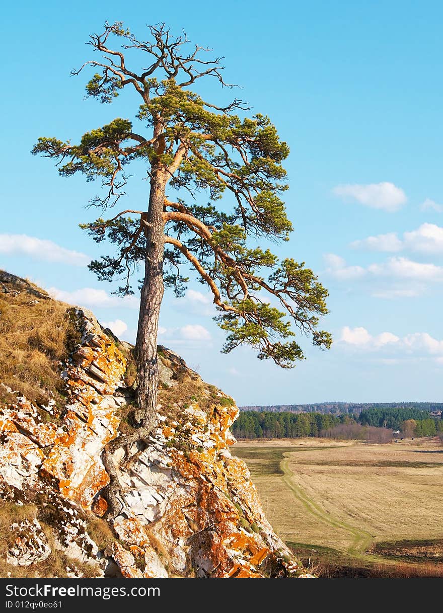 Lonely tree