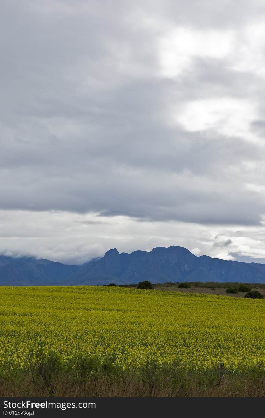 A landscape of Oilseed rape fields along the east coast of South Africa