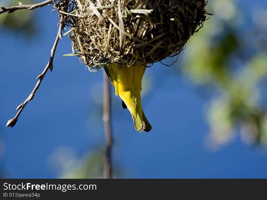 An African Weaver Bird building his nest during mating season in Cape Town