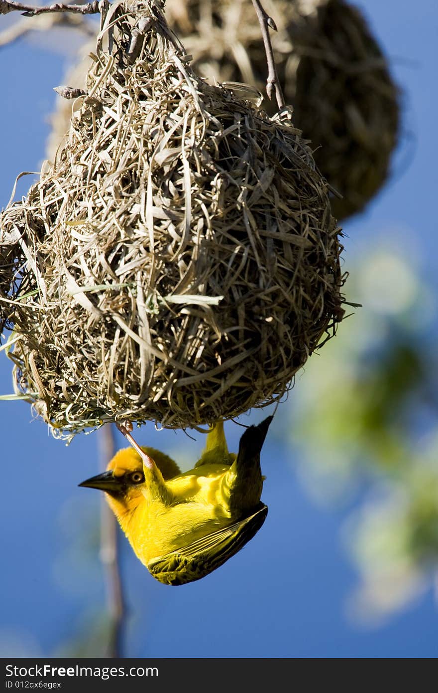 An African Weaver Bird building his nest during mating season in Cape Town