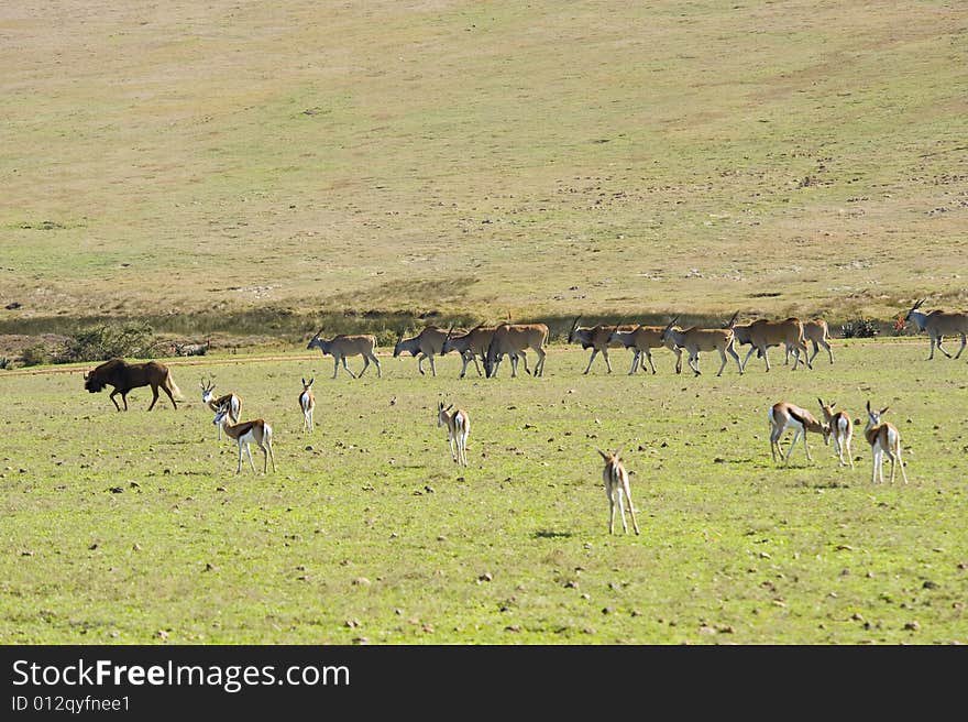 Herds of Eland and Springbok grazing, with a Wildebeest on the left. Herds of Eland and Springbok grazing, with a Wildebeest on the left.