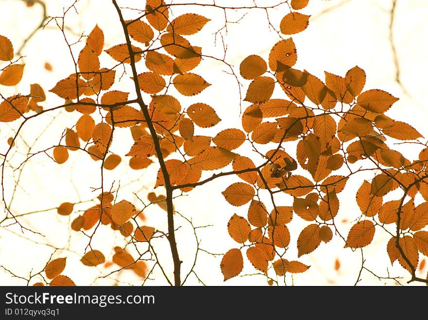 in NanJing,china.some autumn red leaves. like a painting. in NanJing,china.some autumn red leaves. like a painting.