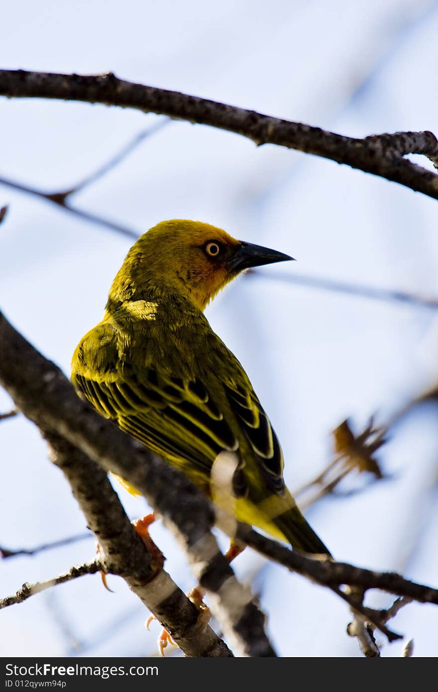 An African Weaver Bird defending his territory during mating season in Cape Town