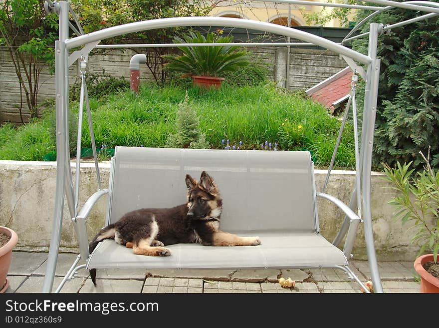 German Shepherd Puppy