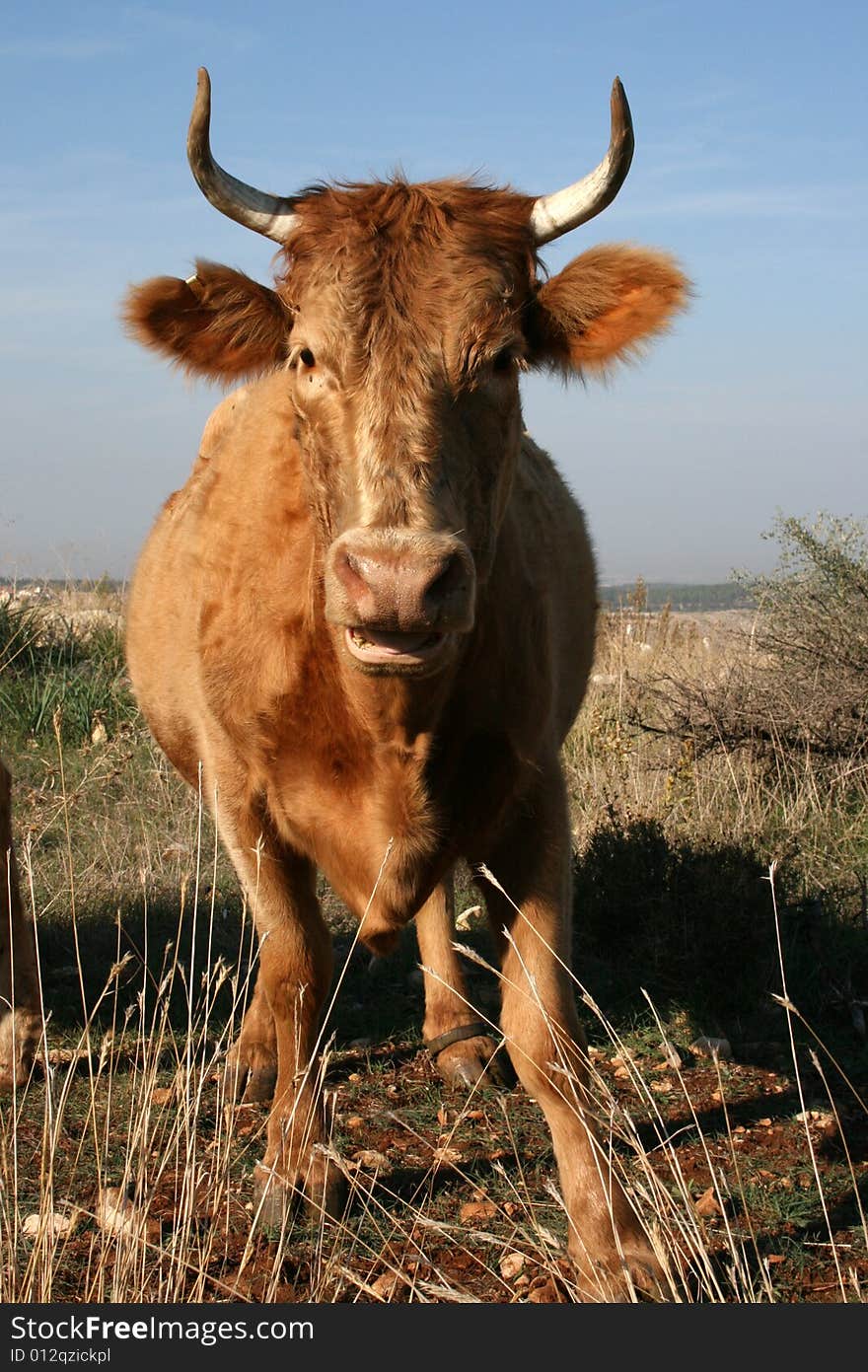 Portrait of a Grazing Cow