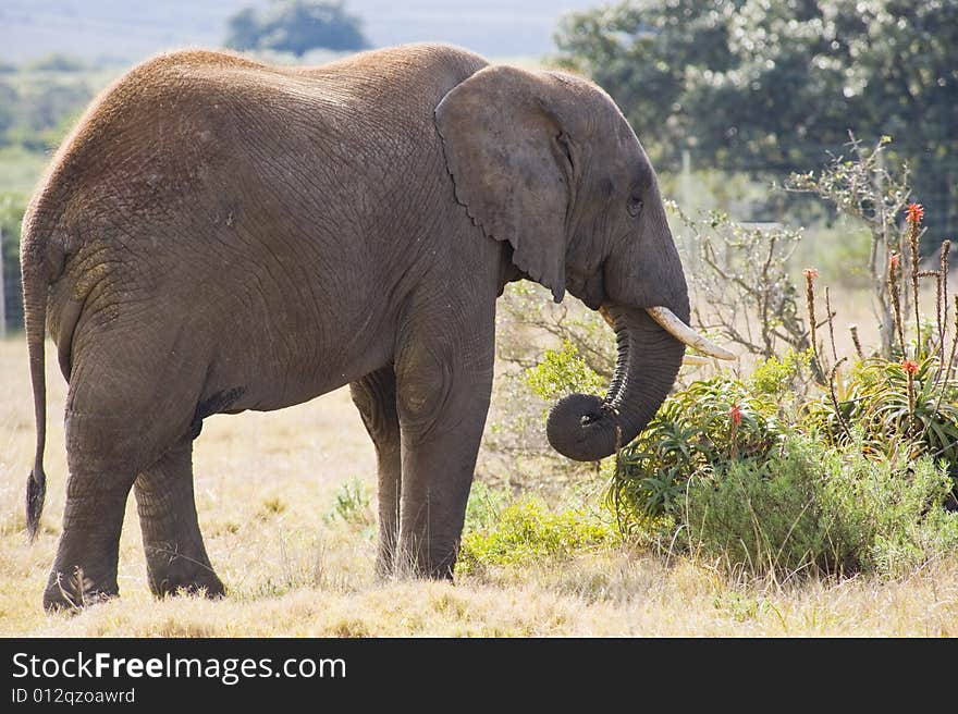 A lone elephant grazing on some juicy plants. A lone elephant grazing on some juicy plants.