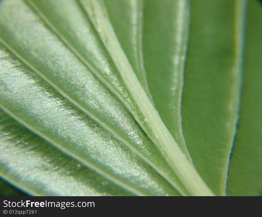 Macro of veins on underside of green leaf. Macro of veins on underside of green leaf