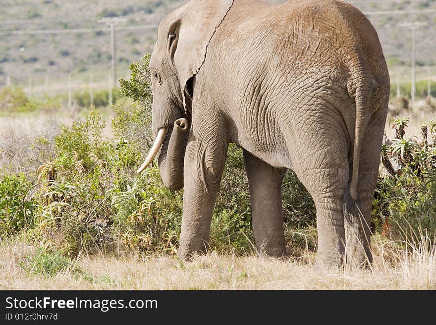 A lone elephant grazing on some juicy plants. A lone elephant grazing on some juicy plants.