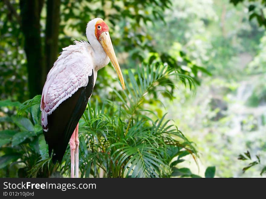 Stork on natural background