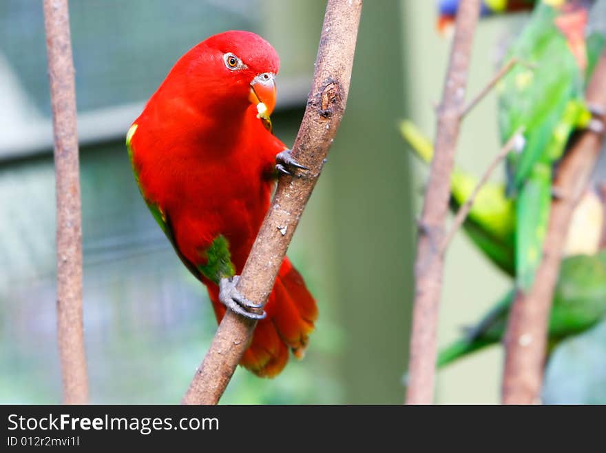 Close up of red lovebird