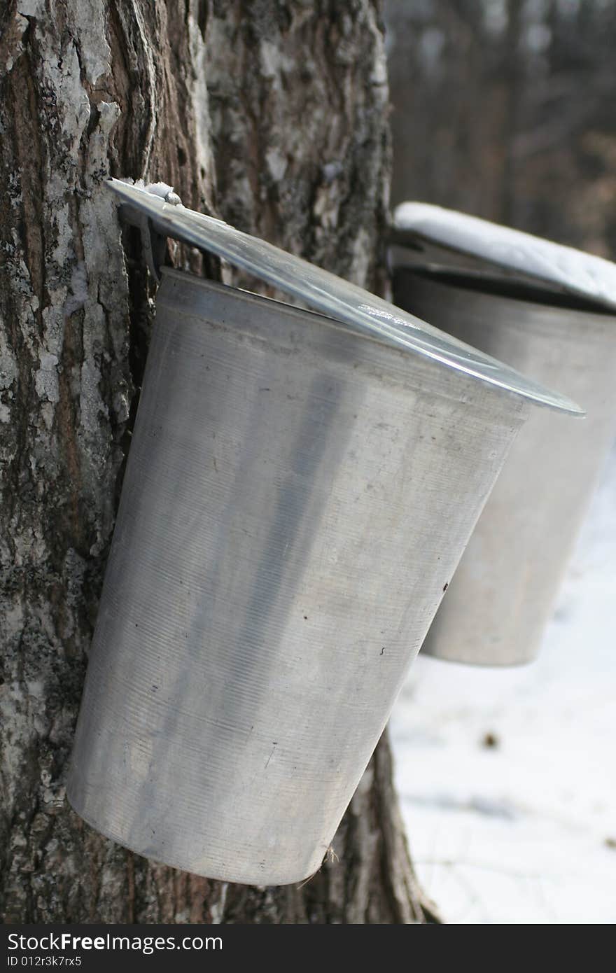 Two aluminium buckets collecting sap from a Sugar Maple