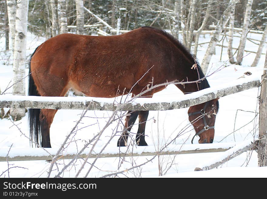 Horse In Winter