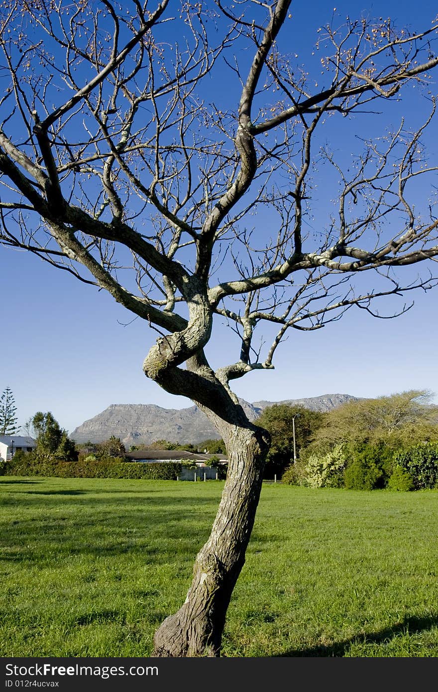 A tree completely leafless at the end of a South African winter. A tree completely leafless at the end of a South African winter