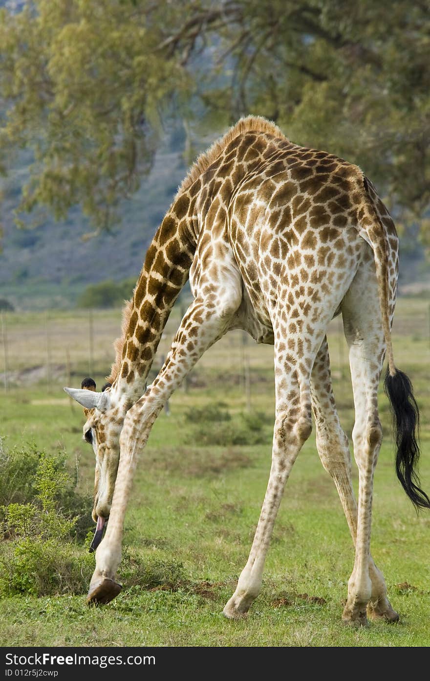 A giraffe grazing by bending down to reach some low bushes.